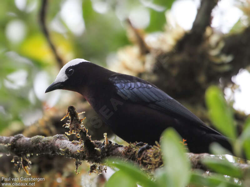 White-capped Tanager female, identification