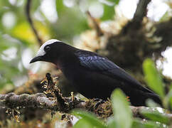 White-capped Tanager