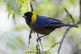 Tangara à col d'or