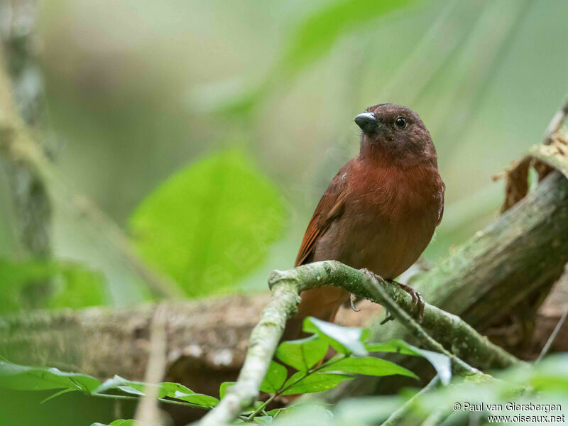 Tangara à couronne rouge