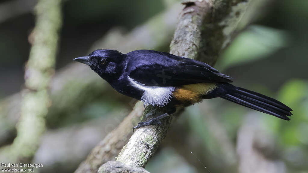 Fulvous-crested Tanager male adult, pigmentation