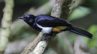 Fulvous-crested Tanager