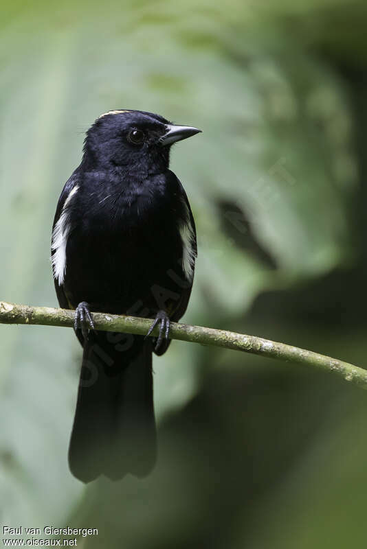 Fulvous-crested Tanager male adult, close-up portrait