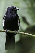 Fulvous-crested Tanager