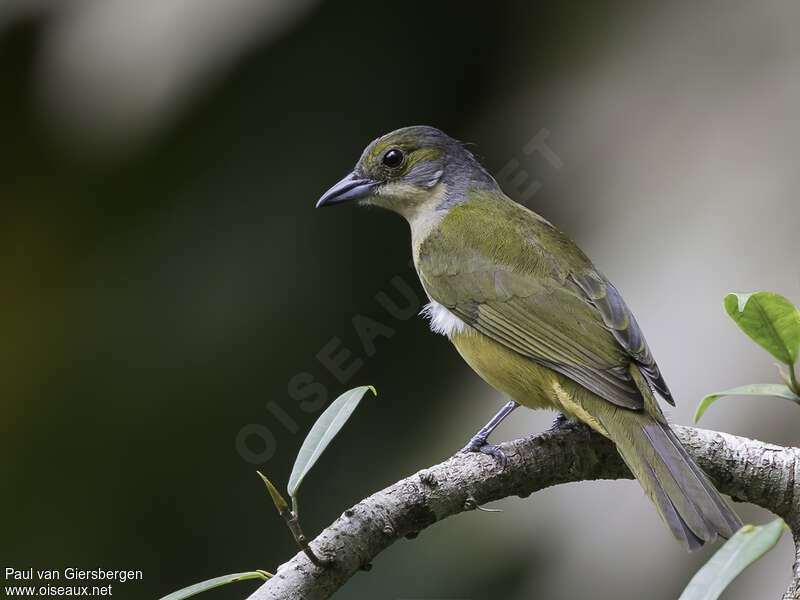 Fulvous-crested Tanager female adult, pigmentation