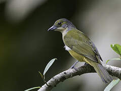 Fulvous-crested Tanager