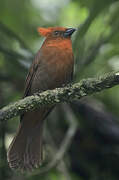 Crested Ant Tanager