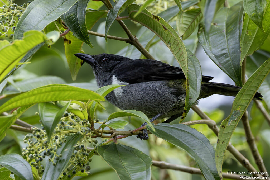 Tangara à croupion jaune