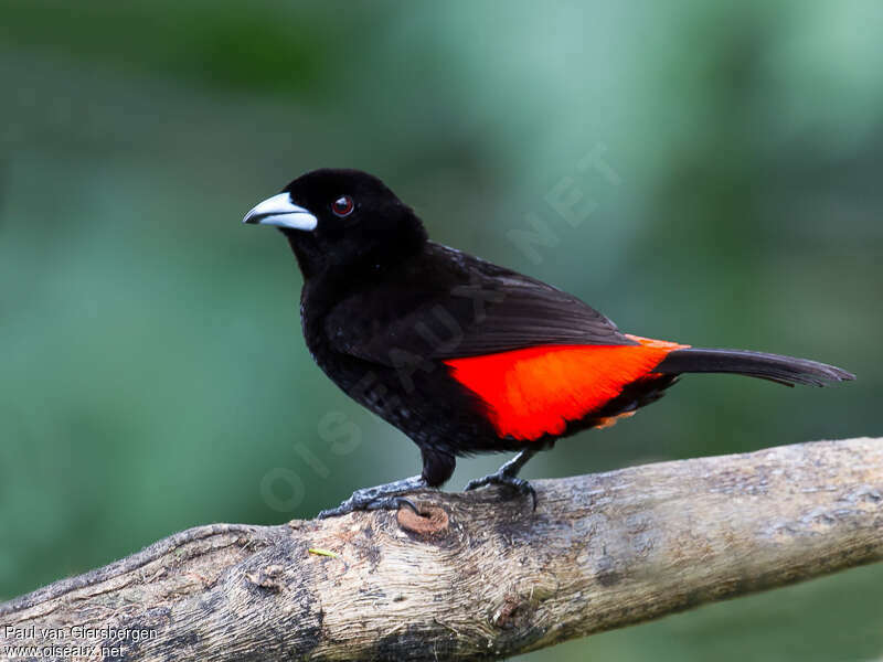 Scarlet-rumped Tanager male adult, identification