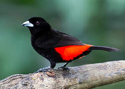 Scarlet-rumped Tanager