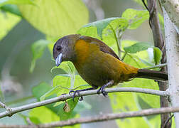 Scarlet-rumped Tanager