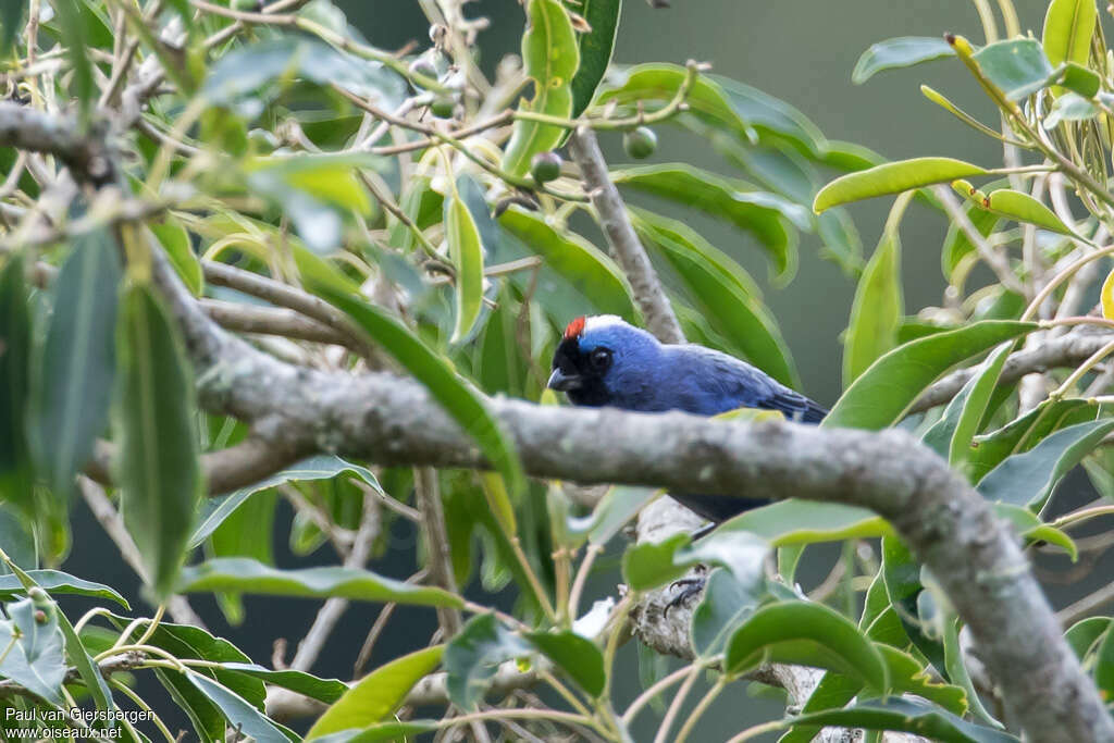 Tangara à diadèmeadulte, habitat, pigmentation