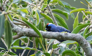 Diademed Tanager