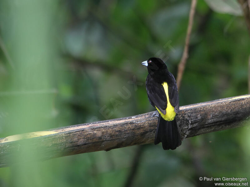 Lemon-rumped Tanager