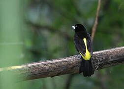 Lemon-rumped Tanager