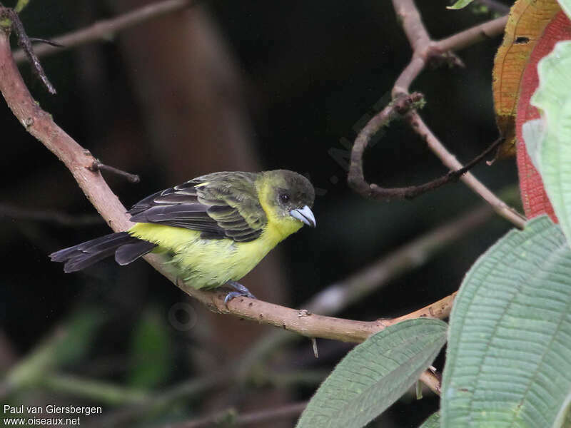 Lemon-rumped Tanagerimmature, moulting