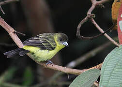 Lemon-rumped Tanager