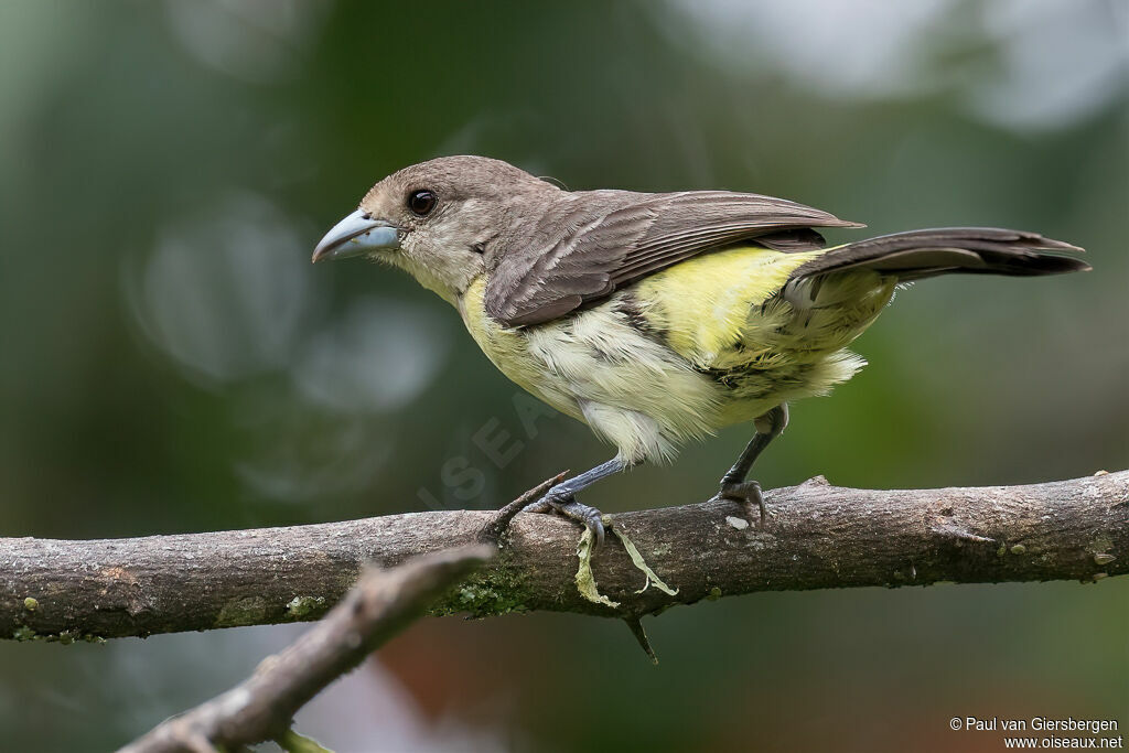 Tangara à dos citron femelle adulte