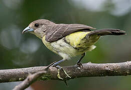 Lemon-rumped Tanager