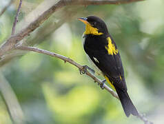 Yellow-backed Tanager