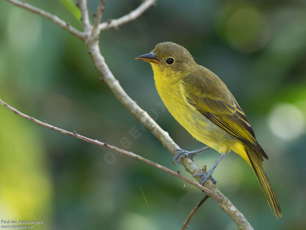 Tangara à dos jaune femelle adulte, identification