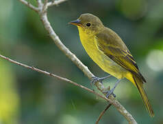 Yellow-backed Tanager