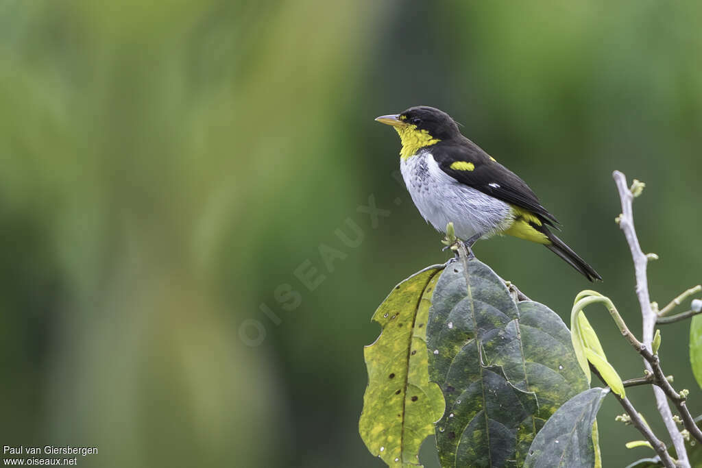 Tangara à dos jaune mâle adulte, identification