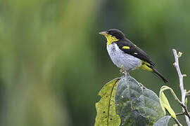 Yellow-backed Tanager