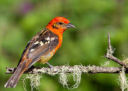 Flame-colored Tanager