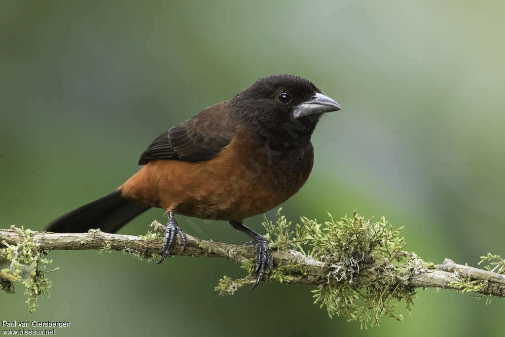 Crimson-backed Tanager female adult, close-up portrait