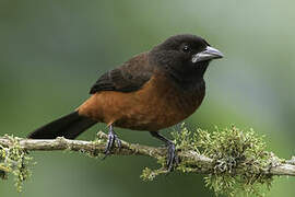 Crimson-backed Tanager