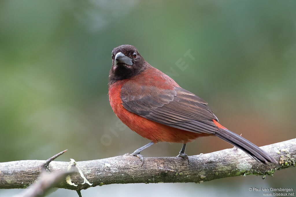 Crimson-backed Tanager female adult