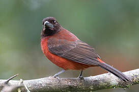 Crimson-backed Tanager