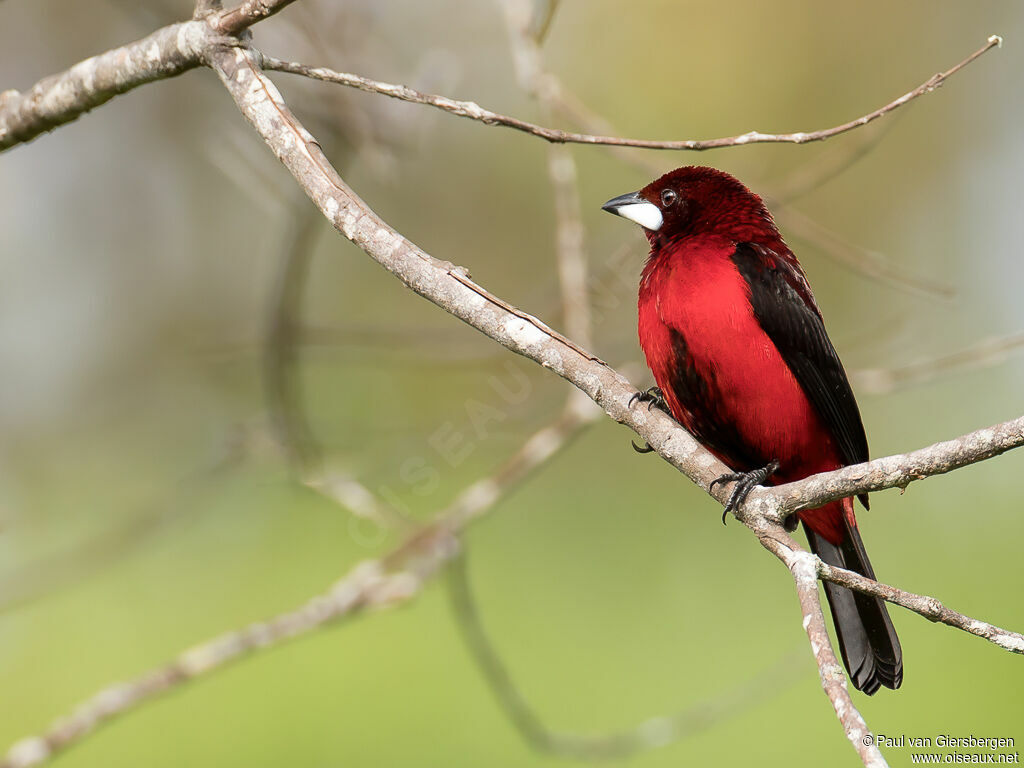 Tangara à dos rouge mâle adulte