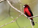 Tangara à dos rouge