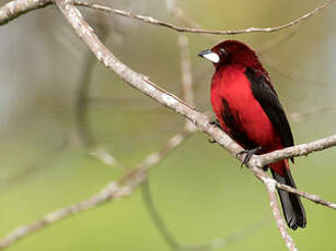 Tangara à dos rouge