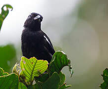 White-shouldered Tanager