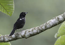 White-shouldered Tanager