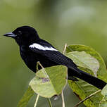 Tangara à épaulettes blanches