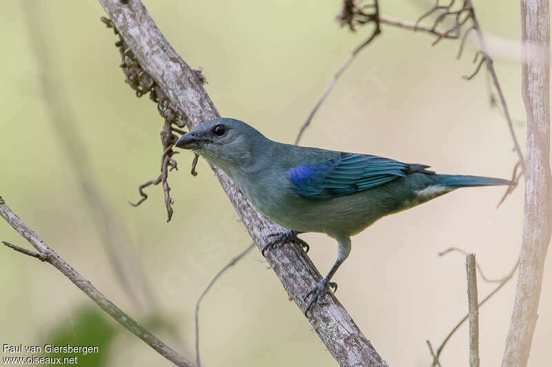 Tangara à épaulettes bleuesadulte, identification