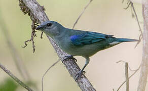 Tangara à épaulettes bleues