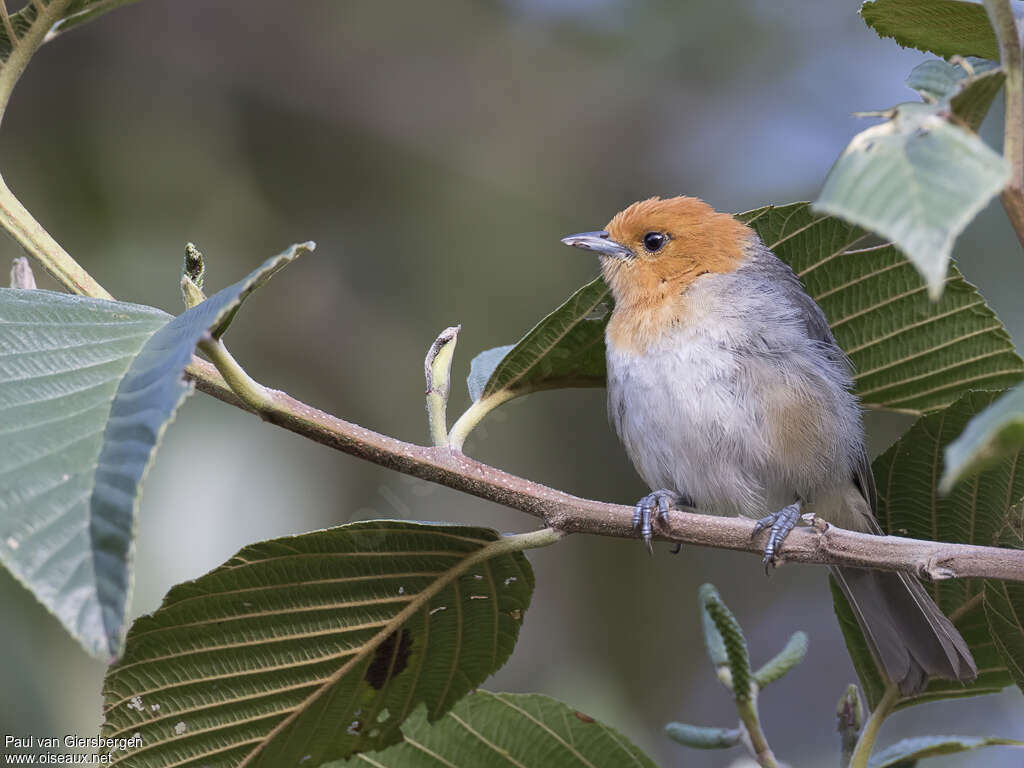 Brown-flanked Tanageradult, identification