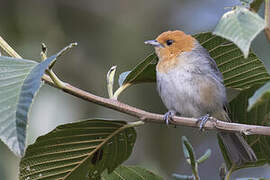 Brown-flanked Tanager