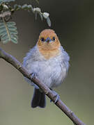 Brown-flanked Tanager