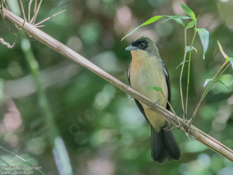 Black-goggled Tanager male adult