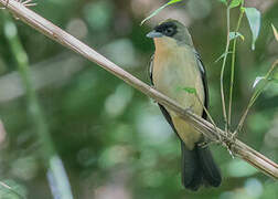 Black-goggled Tanager