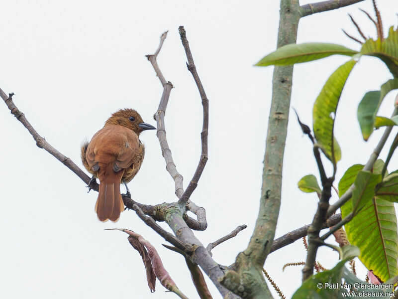 White-lined Tanager