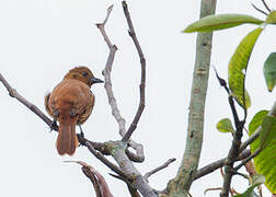 White-lined Tanager