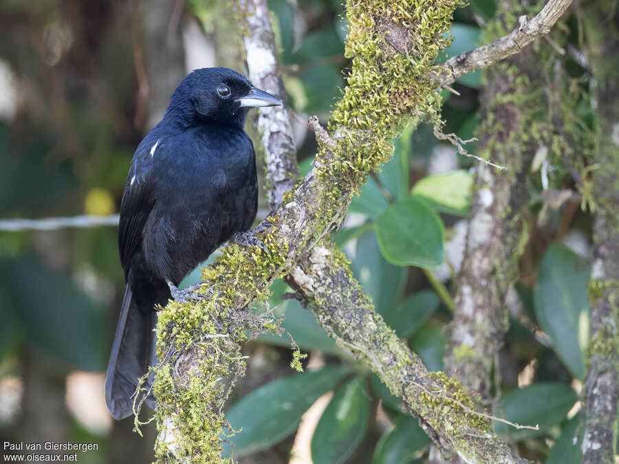 White-lined Tanager male adult, close-up portrait