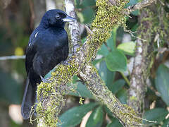 White-lined Tanager